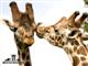 Knowsley Safari Park & Southport Day Excursion